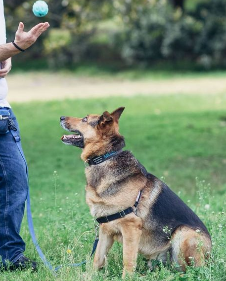 In Home Dog Training